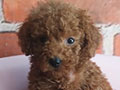 Jual Toy & Tiny Poodle
