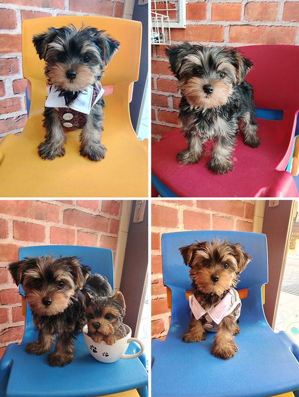 Jual Mini & Supermini Yorkshire Terrier