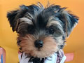 Jual Mini & Supermini Yorkshire Terrier