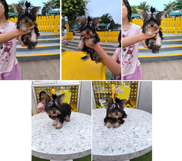 Jual Tea Cup Yorkshire Terrier Female 