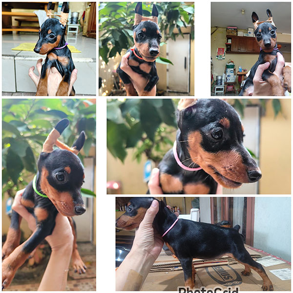 Jual Miniature Pinscher