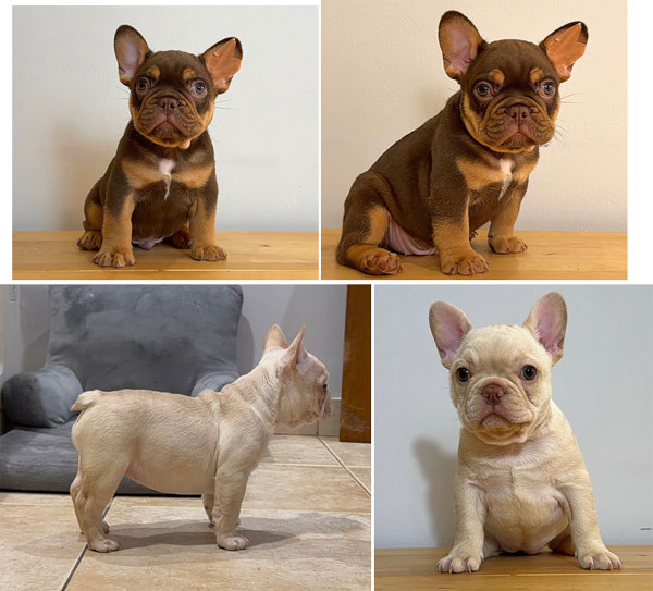 Exotic Color Frenchie