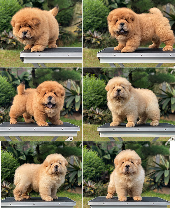 For Sale Puppy Female Chow Chow