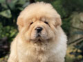 For Sale Puppy Female Chow Chow