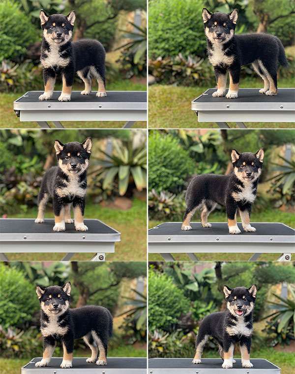 For Sale Puppy Female Shiba Inu