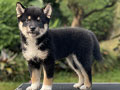 For Sale Puppy Female Shiba Inu