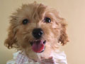 For Sale Puppy Male Female Maltipoo