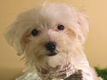 For Sale Puppy Male Female Maltese