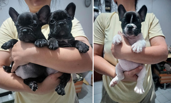 Jual Anakan French Bulldog