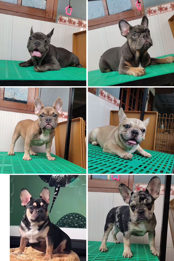 Jual French Bulldog