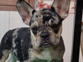 Jual French Bulldog