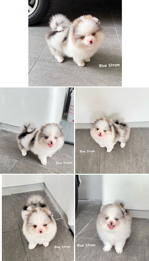 Jual Anjing Exotic Pomeranian Langka Blue Eyes Pink Nose Party Blue Merle Color