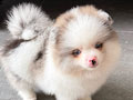 Jual Anjing Exotic Pomeranian Langka Blue Eyes Pink Nose Party Blue Merle Color