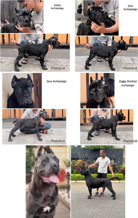 Cane Corso Puppy Special Quality Show Prospect