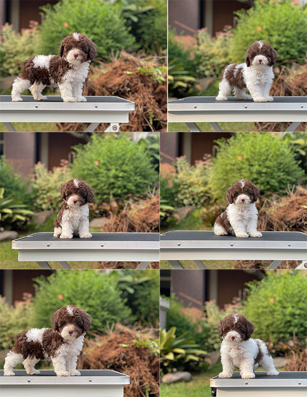 For Sale Puppy Tiny Parti Choco Poodle Jantan Betina Umur 2 bulan
