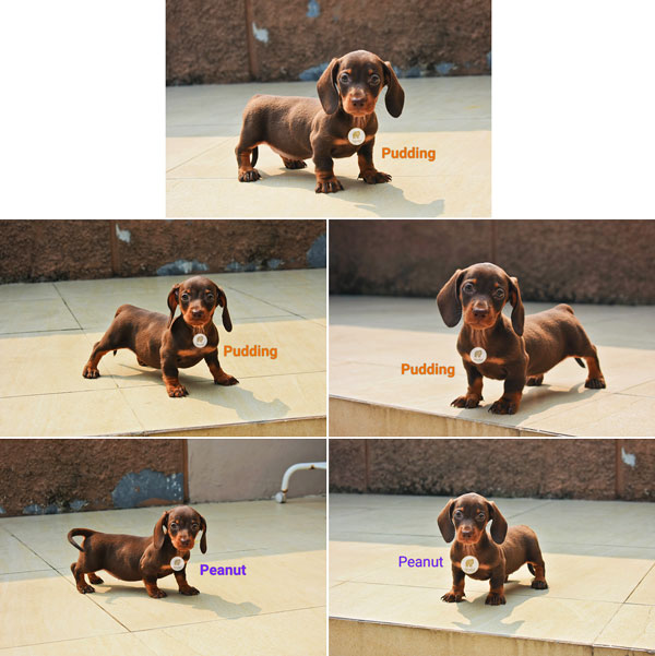 Dijual 2 Anakan Anjing Mini Dachsund Super Cute