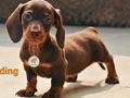 Dijual 2 Anakan Anjing Mini Dachsund Super Cute