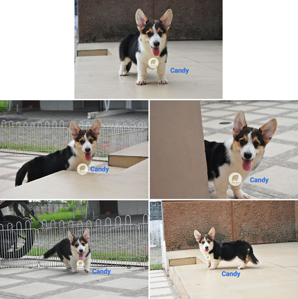 Dijual 1 Ekor Mini Pembroke Corgi Betina Berkualitas