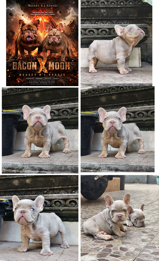 Jual Anakan French Bulldog Exotic Rare Colour