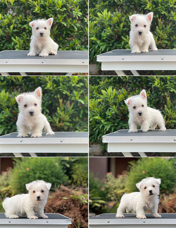 For Sale Puppy Male Female West Highland Terrier