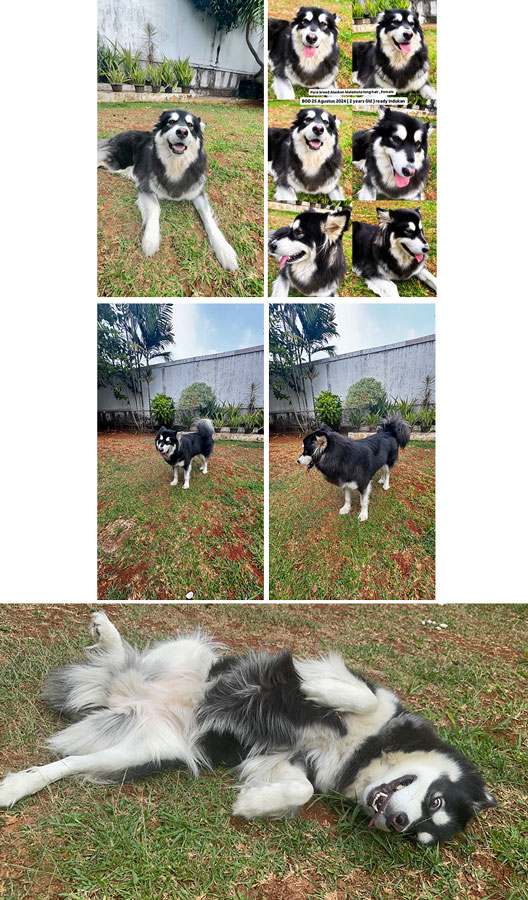 Jual Indukan Alaskan Malamute 2 Years Old