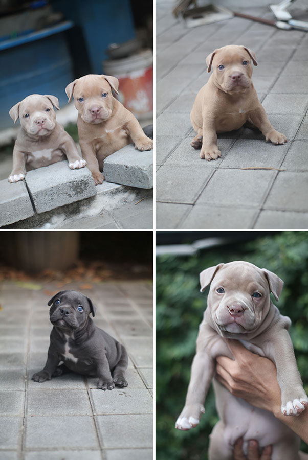 Available For Booked American Bully Blue & Fawn