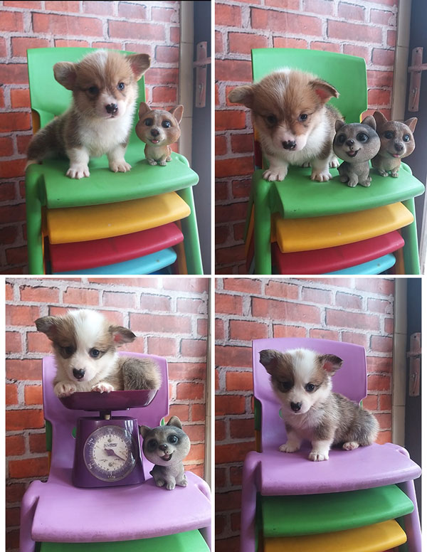 Jual Mini Corgi 