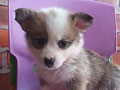 Jual Mini Corgi 