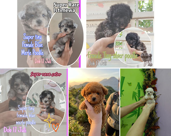 Jual Tiny Poodle Betina Rare Color
