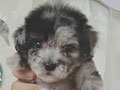 Jual Tiny Poodle Betina Rare Color