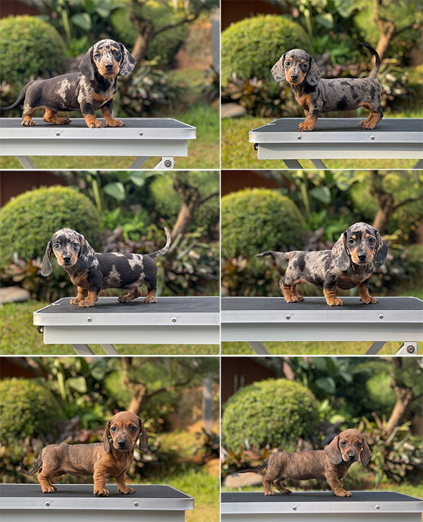 For Sale Puppy Male Female Miniature Daple Dachshund