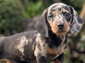 For Sale Puppy Male Female Miniature Daple Dachshund