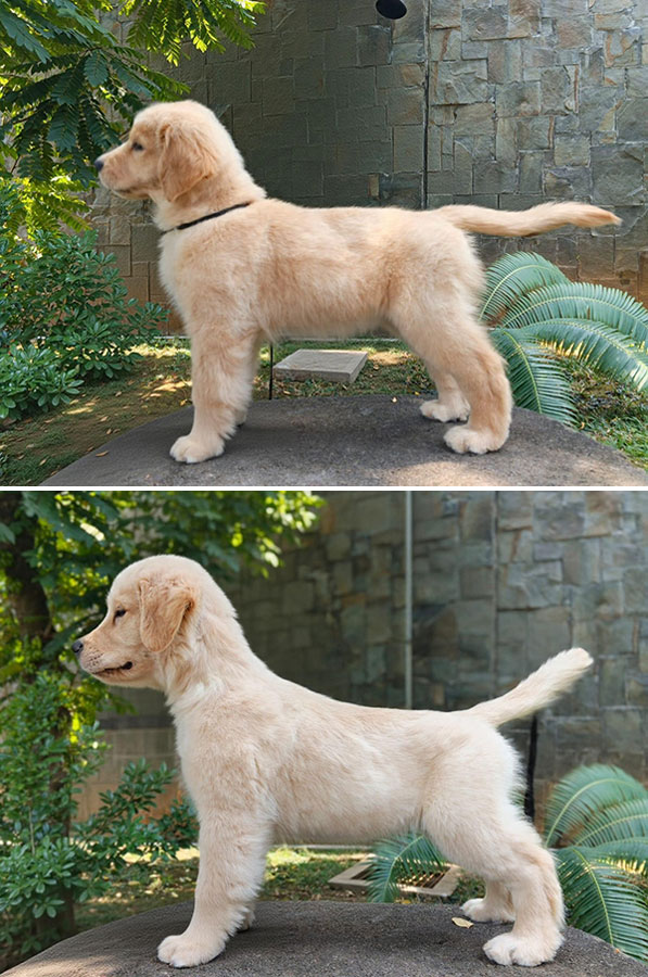 For Sale Puppy Male And Female Golden Retriever 