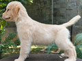 For Sale Puppy Male And Female Golden Retriever 