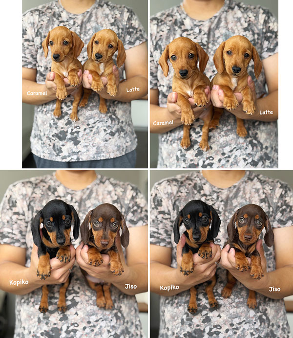Jual Anjing Miniature Dachshund
