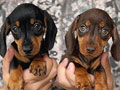 Jual Anjing Miniature Dachshund