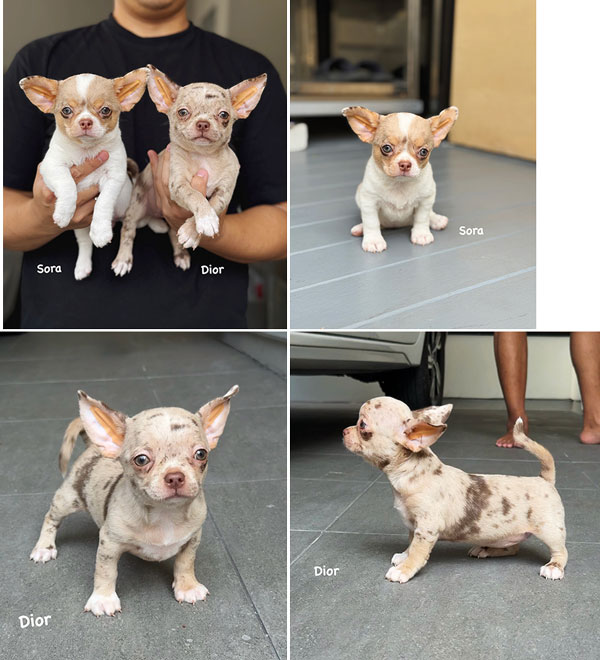 Jual Exotic Chihuahua Puppies Merle Color