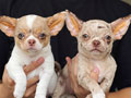 Jual Exotic Chihuahua Puppies Merle Color