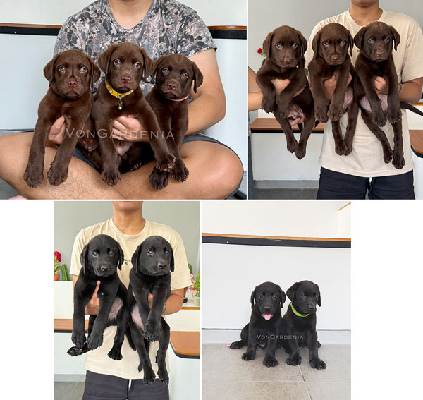 Dijual Labrador Retriever