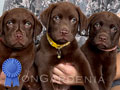 Dijual Labrador Retriever