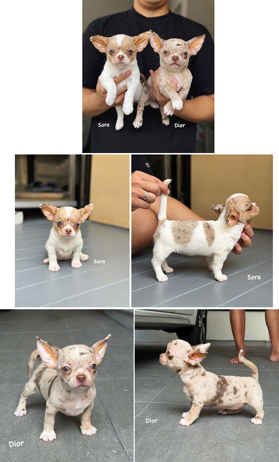 Jual Exotic Chihuahua Puppies Merle Color