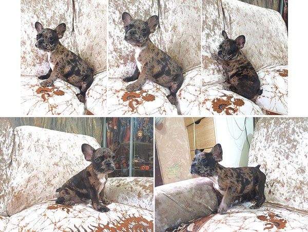 Dijual 1 Ekor Puppy Betina French Bulldog Warna Merle