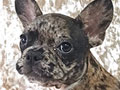 Dijual 1 Ekor Puppy Betina French Bulldog Warna Merle