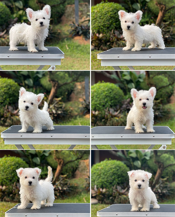 For Sale Puppy Male Female West Highland Terrier