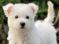 For Sale Puppy Male Female West Highland Terrier