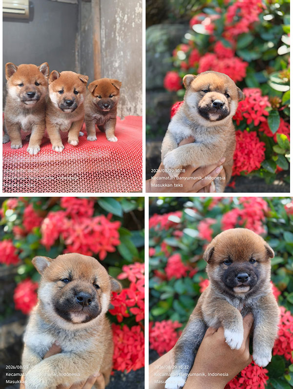 Jual Shiba Inu Anakan Jantan 3 Ekor