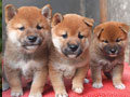 Jual Shiba Inu Anakan Jantan 3 Ekor