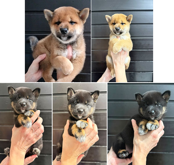 Jual Anakan Mame Shiba Inu