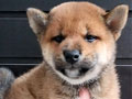 Jual Anakan Mame Shiba Inu