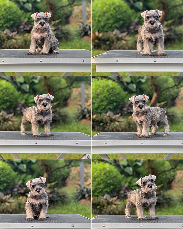 For Sale Puppy Female Miniature Schnauzer
